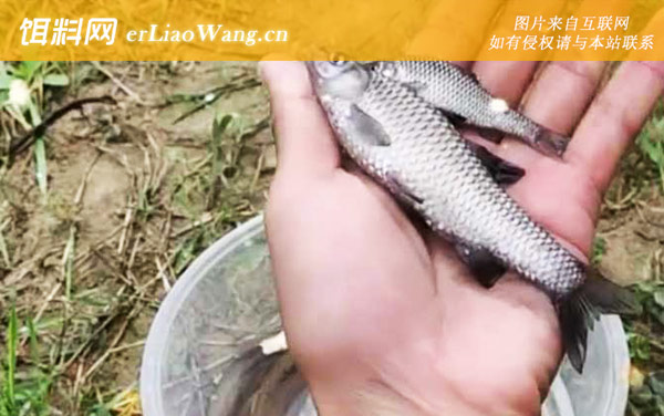 麦穗鱼:代表物种