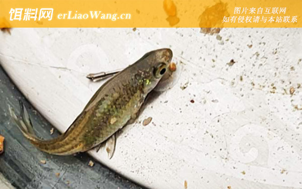 麦穗鱼:摄食习性