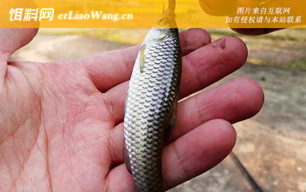 麦穗鱼:代表物种