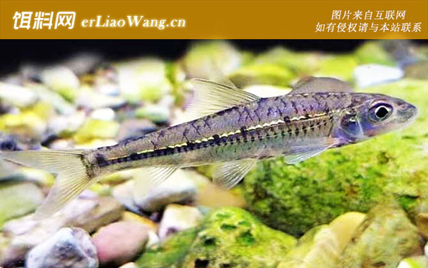 麦穗鱼:分布范围