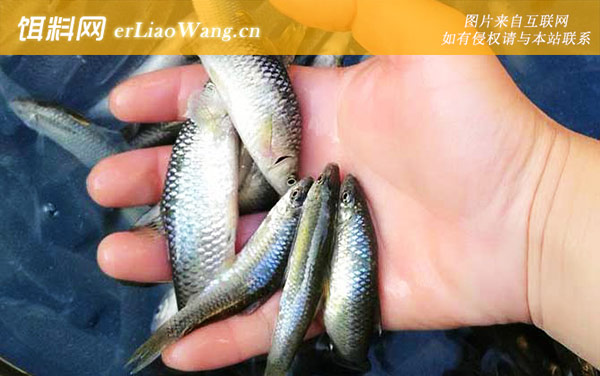 麦穗鱼:生活习性