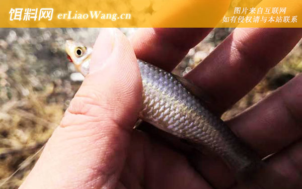 麦穗鱼:繁殖方式