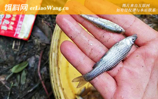 麦穗鱼:产卵过程