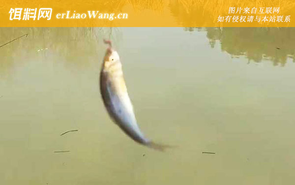 麦穗鱼:生活习性