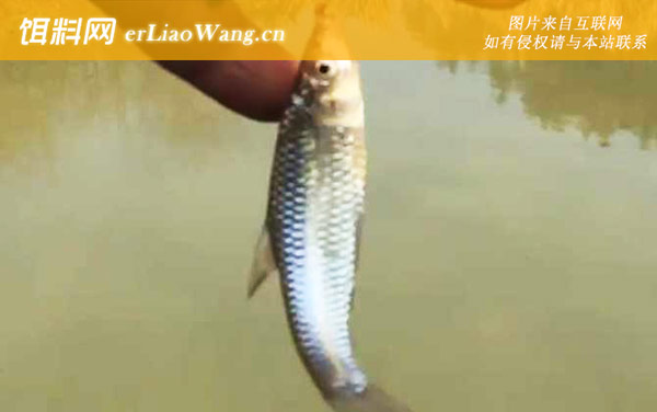 麦穗鱼:养殖方法