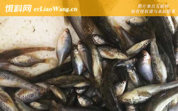 麦穗鱼:营养价值