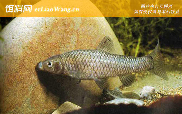 麦穗鱼:代表物种
