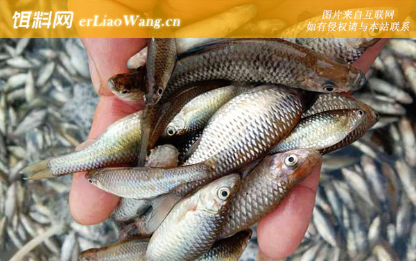 麦穗鱼:营养价值
