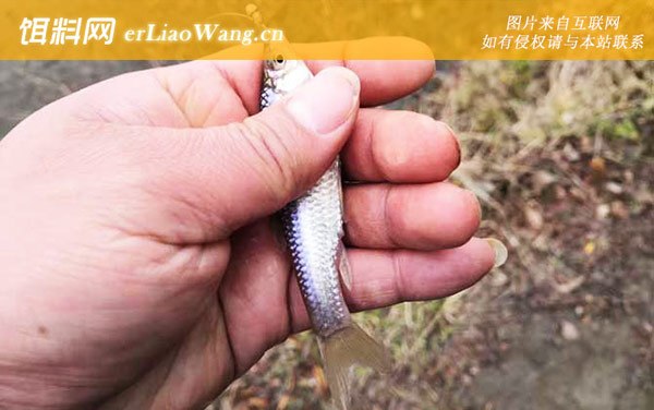 钓麦穗鱼:经典配方