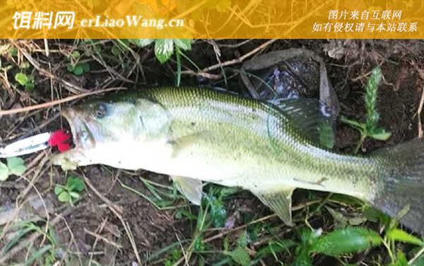 淡水鲈鱼:分布范围