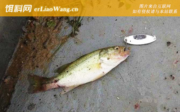 淡水鲈鱼:生活习性