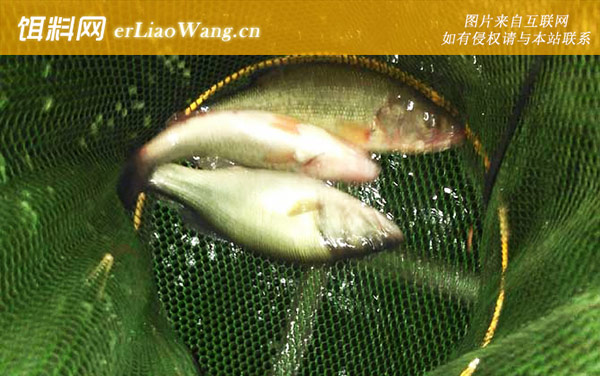 淡水鲈鱼:生活习性