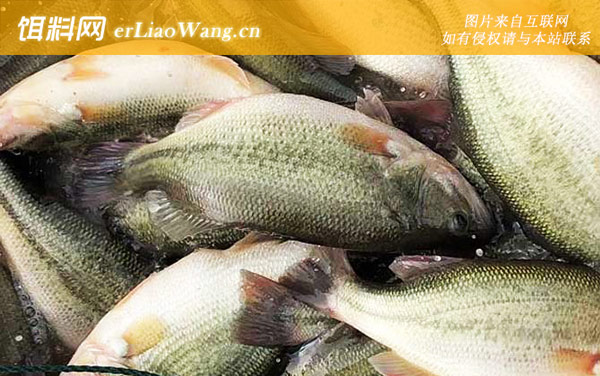 淡水鲈鱼:营养价值