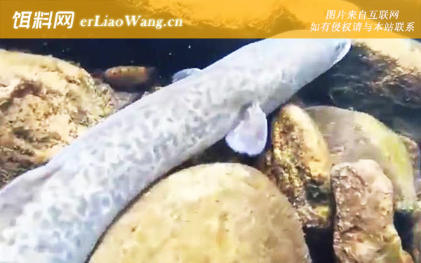 鲈鳗:生活习性