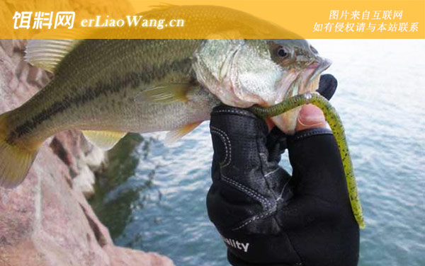 加州鲈鱼:产地分布