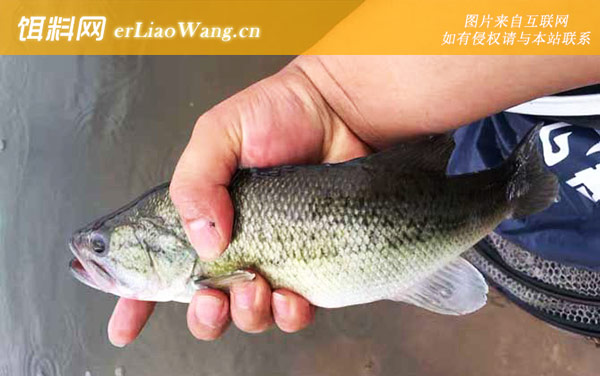 加州鲈鱼:产地分布