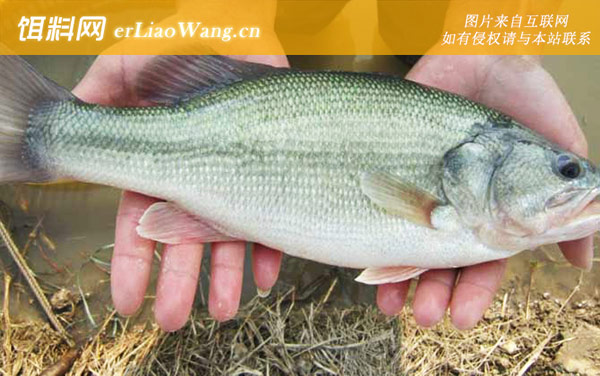 加州鲈鱼:食用价值