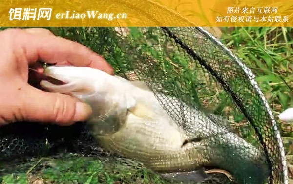 加州鲈鱼是海鲈鱼吗-习性不同