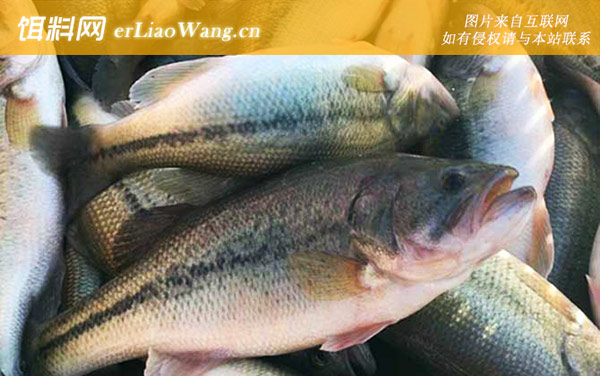 加州鲈鱼:养殖技术