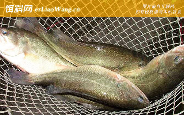 加州鲈鱼:养殖技术