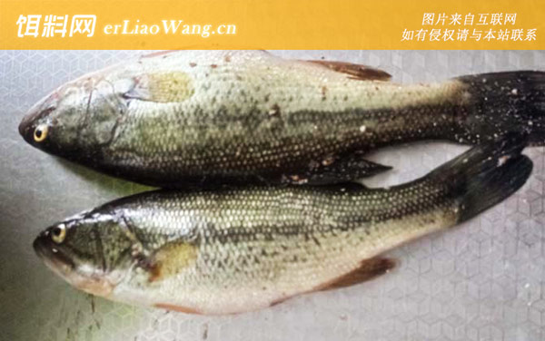 加州鲈鱼:利润分析