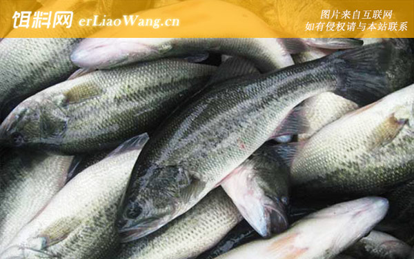 加州鲈鱼:养殖风险