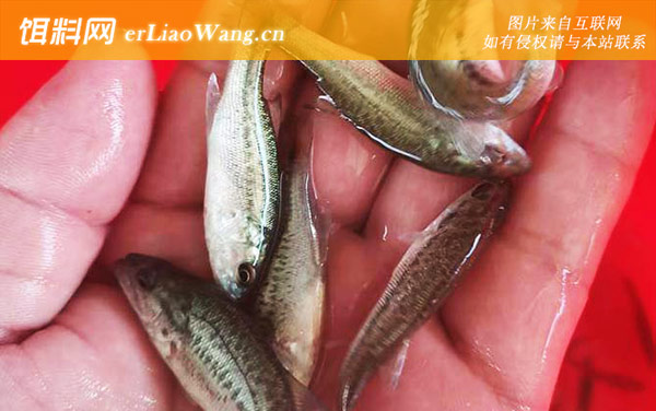 加州鲈鱼苗:养殖风险