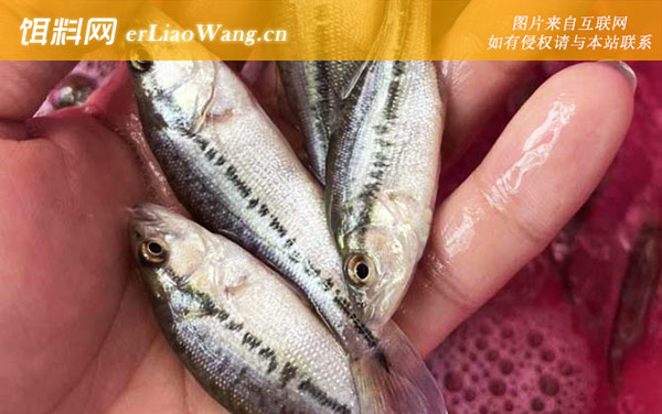 加州鲈鱼:养殖条件