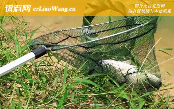 加州鲈鱼:养殖技术