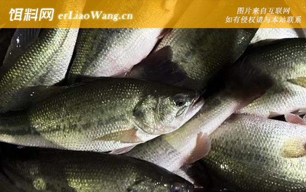 加州鲈鱼:养殖技术