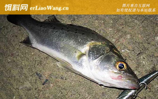 加州鲈鱼和七星鲈鱼的区别-习性不同