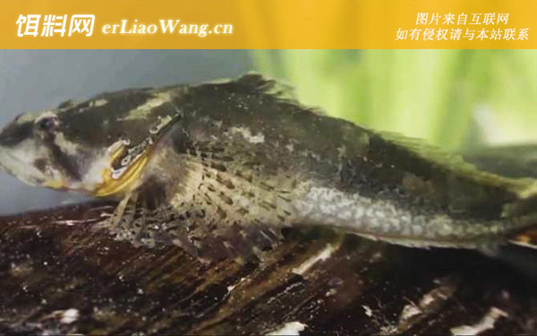 松江鲈鱼:生活习性