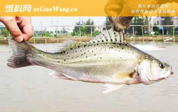 七星鲈鱼:分布范围