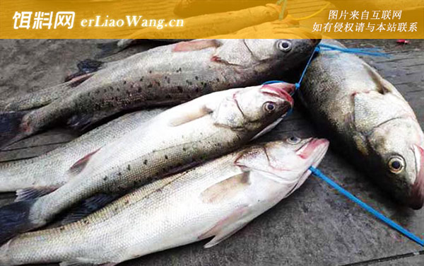 七星鲈鱼:产地分布