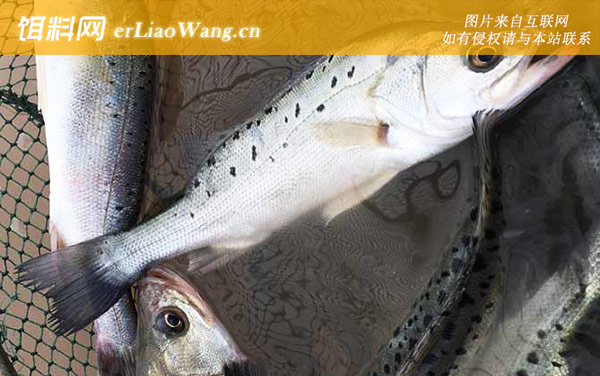 七星鲈鱼:摄食习性