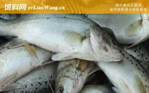 七星鲈鱼:产地分布