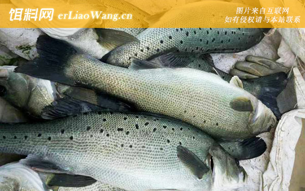 七星鲈鱼:食用价值