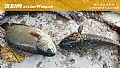 《攀鲈鱼吃什么食物?》封面图