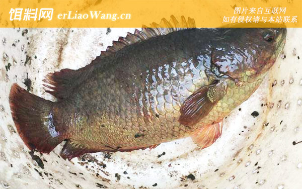 攀鲈鱼:栖息环境