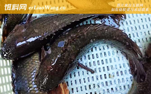 攀鲈鱼:产地分布