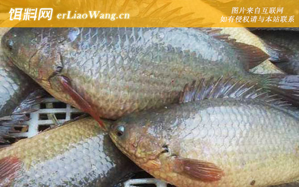 攀鲈鱼:产地分布