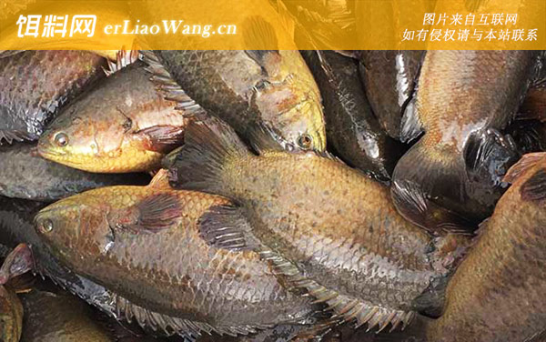 攀鲈鱼:生活习性