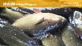 《攀鲈鱼是国家保护动物吗?》封面图