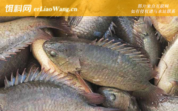 攀鲈鱼:生活习性