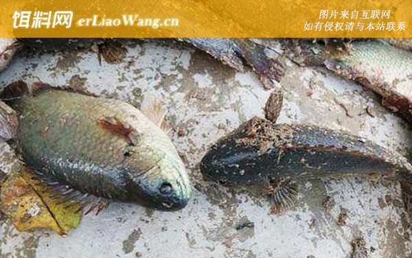 攀鲈鱼:产地分布