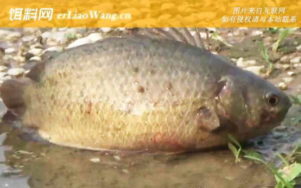 攀鲈鱼:产地分布