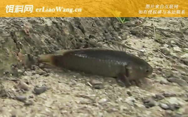 攀鲈鱼:生活习性