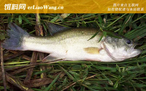 钓鲈鱼:钓法技巧