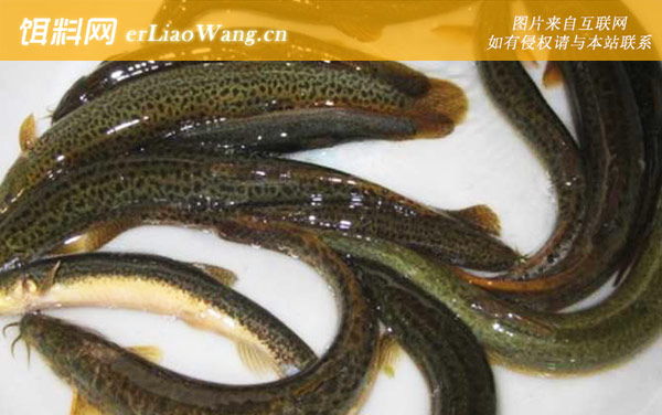 泥鳅最怕什么东西-生长习性