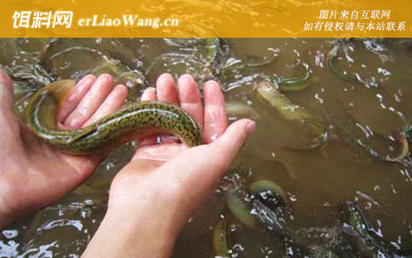 泥鳅:生长习性